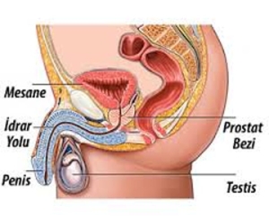 prostat-nedir-ne-ise-fayda-V9COqOQx.jpg