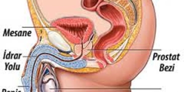 prostat-nedir-ne-ise-fayda-V9COqOQx.jpg