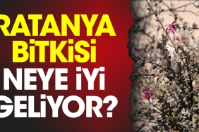 ratanya-bitkisi-neye-yeterli-geliyor-8TTHuEe7.jpg