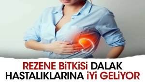 rezene-bitkisi-dalak-hastaliklarina-duzgun-geliyor-NlP27SFW.jpg