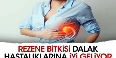 rezene-bitkisi-dalak-hastaliklarina-duzgun-geliyor-NlP27SFW.jpg