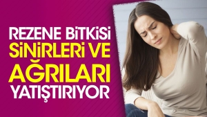 rezene-bitkisi-hudutlari-ve-agrilari-yatistiriyor-yUHUJTps.jpg