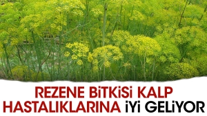 rezene-bitkisi-kalp-hastaliklarina-yeterli-geliyor-j2rdVr4R.jpg