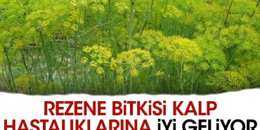 rezene-bitkisi-kalp-hastaliklarina-yeterli-geliyor-j2rdVr4R.jpg