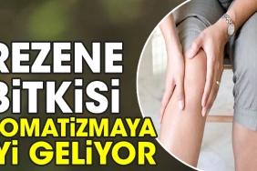 rezene-bitkisi-romatizmaya-l-geliyor-jFRQhgO5.jpg