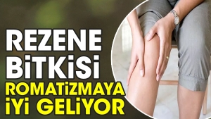 rezene-bitkisi-romatizmaya-l-geliyor-jFRQhgO5.jpg