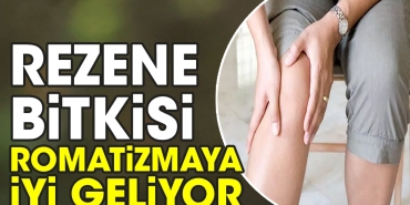 rezene-bitkisi-romatizmaya-l-geliyor-jFRQhgO5.jpg