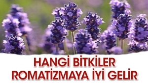 romatizma-dusmani-bitkiler-AS5n8jOF.jpg