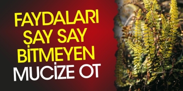 sac-dokulmesini-onluyor-grip-ve-soguk-alginliginda-hastayi-rahatlatir-yararlari-say-say-bitmiyor-FFQU1QAM.jpg