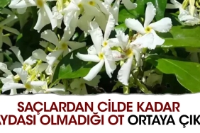 saclardan-cilde-kadar-yarari-oluyor-iste-o-ot-WMul2yG5.jpg