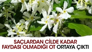 saclardan-cilde-kadar-yarari-oluyor-iste-o-ot-WMul2yG5.jpg