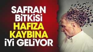 safran-bitkisi-hafiza-kaybina-yeterli-geliyor-GxkT89t2.jpg