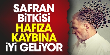 safran-bitkisi-hafiza-kaybina-yeterli-geliyor-GxkT89t2.jpg