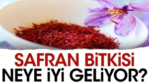 safran-bitkisi-neye-duzgun-geliyor-mUNTf7il.jpg