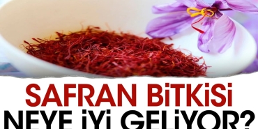 safran-bitkisi-neye-duzgun-geliyor-mUNTf7il.jpg