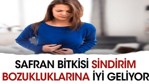 safran-bitkisi-sindirim-bozukluklarina-guzel-geliyor-ayXVfbzP.jpg