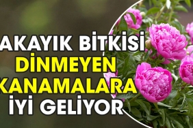 sakayik-bitkisi-dinmeyen-kanamalara-guzel-geliyor-FMkFSzbY.jpg