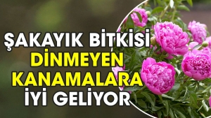 sakayik-bitkisi-dinmeyen-kanamalara-guzel-geliyor-FMkFSzbY.jpg