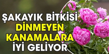sakayik-bitkisi-dinmeyen-kanamalara-guzel-geliyor-FMkFSzbY.jpg