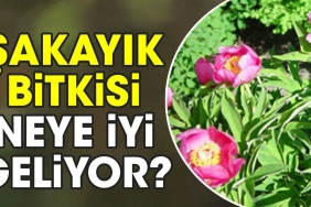 sakayik-bitkisi-neye-uygun-geliyor-wEYEHHdY.jpg