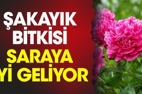 sakayik-bitkisi-saraya-uygun-geliyor-sJ5cfkgH.jpg
