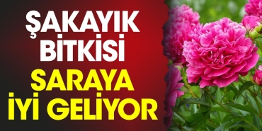 sakayik-bitkisi-saraya-uygun-geliyor-sJ5cfkgH.jpg
