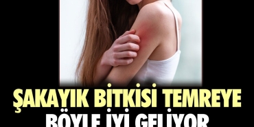 sakayik-bitkisi-temreye-bu-turlu-l-geliyor-kQNPxGtI.jpg