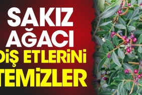 sakiz-agaci-dis-etlerini-temizler-27CMal3N.jpg