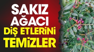 sakiz-agaci-dis-etlerini-temizler-27CMal3N.jpg