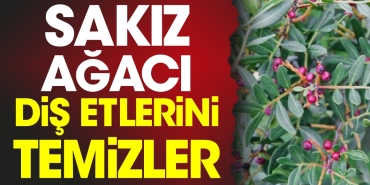 sakiz-agaci-dis-etlerini-temizler-27CMal3N.jpg