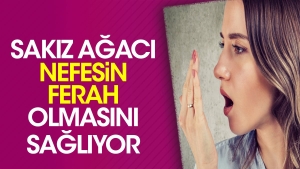 sakiz-agaci-nefesin-ferah-olmasini-sagliyor-p2FVD5Ob.jpg