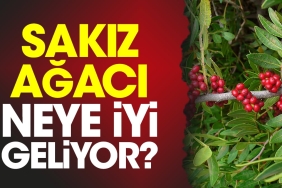 sakiz-agaci-neye-l-geliyor-L7rPMPj8.jpg