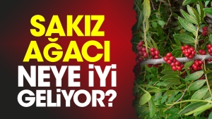 sakiz-agaci-neye-l-geliyor-L7rPMPj8.jpg