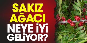 sakiz-agaci-neye-l-geliyor-L7rPMPj8.jpg