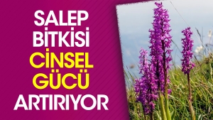 salep-bitkisi-cinsel-gucu-artiriyor-k5sMkYhf.jpg