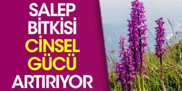 salep-bitkisi-cinsel-gucu-artiriyor-k5sMkYhf.jpg