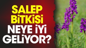 salep-bitkisi-neye-yeterli-geliyor-hjPSZcjs.jpg