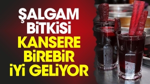 salgam-bitkisi-kansere-birebir-yeterli-geliyor-ZsxJICmY.jpg