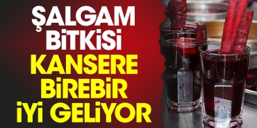 salgam-bitkisi-kansere-birebir-yeterli-geliyor-ZsxJICmY.jpg