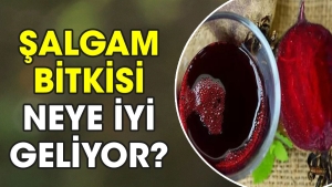 salgam-bitkisi-neye-guzel-geliyor-1aVW3dWf.jpg