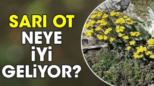 sari-ot-neye-duzgun-geliyor-67mGvEuX.jpg