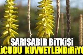 sarisabir-bitkisi-bedeni-kuvvetlendiriyor-MFK5xTYW.jpg