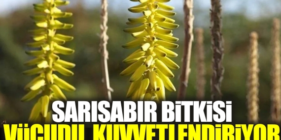 sarisabir-bitkisi-bedeni-kuvvetlendiriyor-MFK5xTYW.jpg