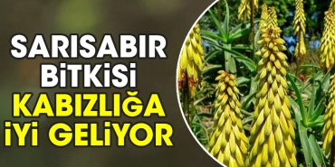 sarisabir-bitkisi-kabizliga-guzel-geliyor-ecti7QBw.jpg