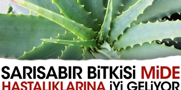 sarisabir-bitkisi-mide-hastaliklarina-yeterli-geliyor-XPrqUBlV.jpg