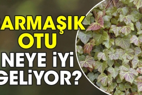 sarmasik-otu-neye-yeterli-geliyor-5YRusz9T.jpg
