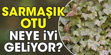 sarmasik-otu-neye-yeterli-geliyor-5YRusz9T.jpg