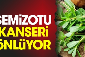 semizotu-kanseri-onluyor-jgUr8vPs.jpg