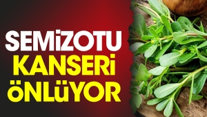 semizotu-kanseri-onluyor-jgUr8vPs.jpg
