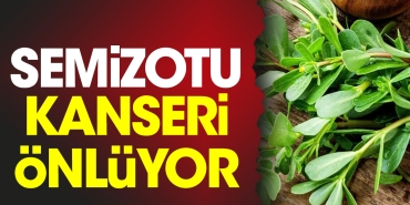 semizotu-kanseri-onluyor-jgUr8vPs.jpg